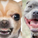Perros chihuahua, MÁS agresivos que los pitbulls; confirman estudios
