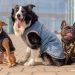 Cuidados de las mascotas en invierno: ¿cómo protegerlos del frío?