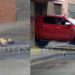 Inhumano: atropelló a un perro frente a una veterinaria y lo dejó morir en pleno centro jujeño
