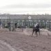 Drogaron un caballo de carreras: llegó primero pero después de cruzar la meta cayó desplomado y murió