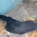 Indignante: le tenía "bronca" al perro de la vecina, tomó su rifle y lo mató a balazos