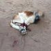 Indignate: Ataron y maltrataron de manera brutal a dos perritos en Palpalá
