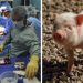 El histórico trasplante a un humano del riñón de un cerdo genéticamente modificado
