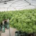 Hoy lunes Cannava entregará cannabis medicinal a 50 pacientes de un programa especial del Ministerio de Salud.