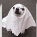 Apareció un perro fantasma en el patio de una casa y fue grabado mientras jugaba con una mascota