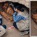 Perú: encuentran una momia de 800 años atada y tapándose la cara