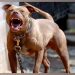 Jujuy: Un pitbull casi le arranca el brazo a una niña mientras jugaba en la vereda