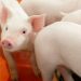 Alerta sanitaria en todo el país ante la amenaza de la Peste Porcina Africana