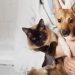 Servicio de castración a mascotas en la localidad de El Milagro