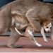 La feroz guerra entre monos y perros que dejó a más de 250 cachorros muertos
