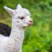 Día internacional de los derechos de los animales: ¿por qué se conmemora un 10 de diciembre?