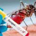 Hasta el momento no se presentaron casos de dengue en la provincia de Jujuy