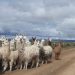 Rescataron a 12 llamas que quedaron varadas luego del temporal en la Puna