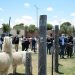 Morales entregó recursos a productores de carne de llama