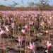 Incendios en Corrientes: la lluvia trajo alivio y los primeros brotes de flores entre las cenizas