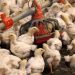 Gripe aviar H3N8 en China: ¿qué se sabe hasta el momento y cómo podría impactar en la humanidad un virus de este tipo?