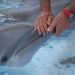 Rusia despliega delfines militares adiestrados para proteger su flota del Mar Negro