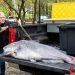 Pescó un bagre gigante de casi 60 kilos y rompió un récord: “Es un monstruo”