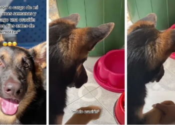Le pidió a su abuela que cuidara a su perro y ahora la mascota adoptó un insólito hábito antes de comer