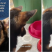 Le pidió a su abuela que cuidara a su perro y ahora la mascota adoptó un insólito hábito antes de comer