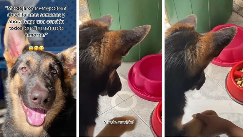 Le pidió a su abuela que cuidara a su perro y ahora la mascota adoptó ...