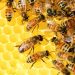 20 de Mayo: día Mundial de las Abejas