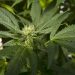 Gobierno de Tailandia distribuirá un millón de plantas de marihuana entre sus habitantes de manera gratuita