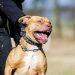 Jujuy: un perro pitbull causó la muerte de un niño de 2 años