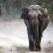 Un elefante mató a una mujer en India, reapareció en el funeral y pisoteó el cadáver