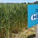 Histórico: el trigo transgénico 100% made in Argentina fue aprobado por Estados Unidos