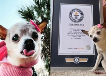 ‘Pebbles’, con 22 años y 65 días, recibe entre polémica el récord Guinness al perro más longevo del mundo