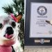 ‘Pebbles’, con 22 años y 65 días, recibe entre polémica el récord Guinness al perro más longevo del mundo