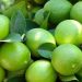 No consiguió empleados para la cosecha y abandonó 80 hectáreas de limones