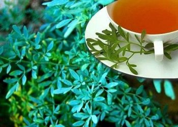 Pachamama: ¿por qué se toma té de ruda el 1 de agosto?