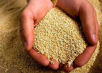 Suplemento nutricional para deportistas a partir de la incorporación de propiedades de haba y quinoa