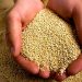 Suplemento nutricional para deportistas a partir de la incorporación de propiedades de haba y quinoa