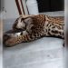 Misiones: atropellaron y mataron a un ejemplar de ocelote preñada en el Parque Nacional Iguazú