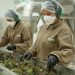 Jujuy toma vuelo internacional de la mano de la producción pública de cannabis medicinal