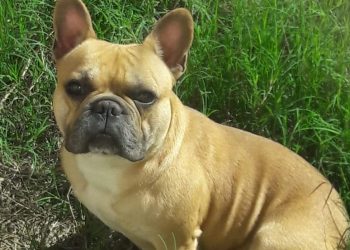 Niño regala sus figuritas a cambio de ayuda para encontrar a su perrito
