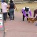 Continúa la aplicación de la vacuna antirrábica