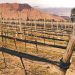 Jujuy busca fortalecer su producción vitivinícola: el plan para impulsar al sector