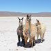 La Elección Reina de Tumbaya será en las Salinas Grandes y tendrá llamas como pajes
