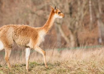 El Estado accionará duramente contra quienes mataron 23 vicuñas en las Lagunas de Vilama