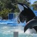 Buscan prohibir espectáculos con animales marinos