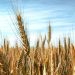 La Argentina tendrá un tercio menos de trigo que en 2021 y perderá más de 3300 millones de dólares