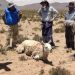 Preocupante mortandad de llamas en la Puna