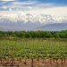 Mendoza: pagarán $72.000 por hectárea a productores de viñedos y frutales con 100% de pérdidas