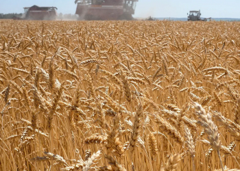 Por primera vez en 10 años, Córdoba deberá importar trigo para abastecer a la demanda interna