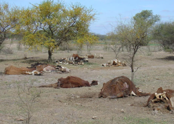 Desesperado pedido de Santa Fe para Salta y Santiago del Estero abran compuertas y llegue agua