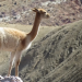 Vicuñas en silvestría: reunión internacional para su protección